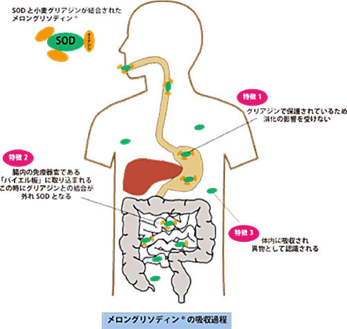 メロングリソディンの吸収過程。特徴1 クリアジンで保護されているため消化の影響を受けない。特徴2 腸内の免疫器官である「バイエル版」に取り込まれるこの時にグリアジンとの結合が外れSODとなる。特徴3体内に吸収され異物として認識される